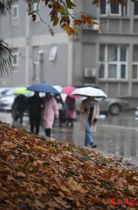 雨潤江城 葉落滿地