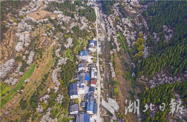 湖北宜昌：漫山櫻桃花開白如雪