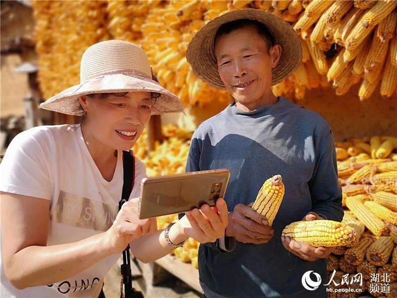 湖北宜昌馬宗嶺村玉米豐收 玉米“黃金屋”成當地美景