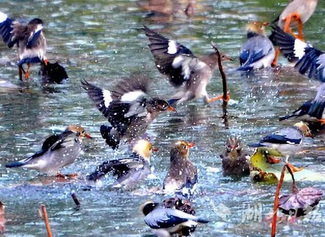 候鳥遷飛“先鋒部隊”陸續抵達湖北
