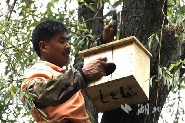 候鳥遷飛“先鋒部隊”陸續抵達湖北
