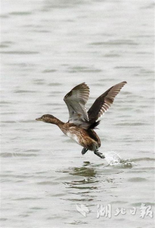 候鳥遷飛“先鋒部隊”陸續抵達湖北