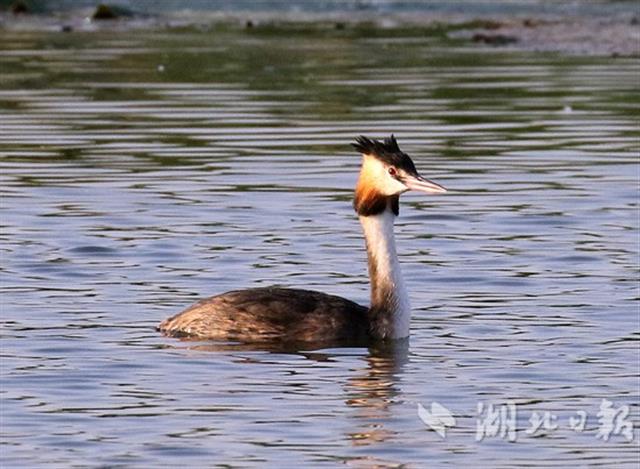 候鳥遷飛“先鋒部隊”陸續抵達湖北