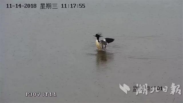 候鳥遷飛“先鋒部隊”陸續抵達湖北
