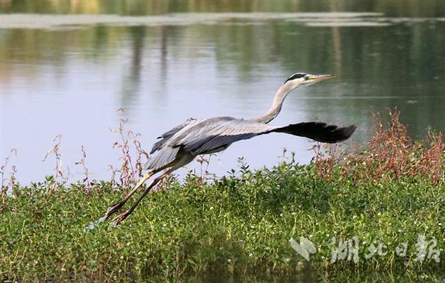 候鳥遷飛“先鋒部隊”陸續抵達湖北