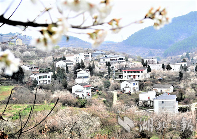 櫻桃山村入畫來