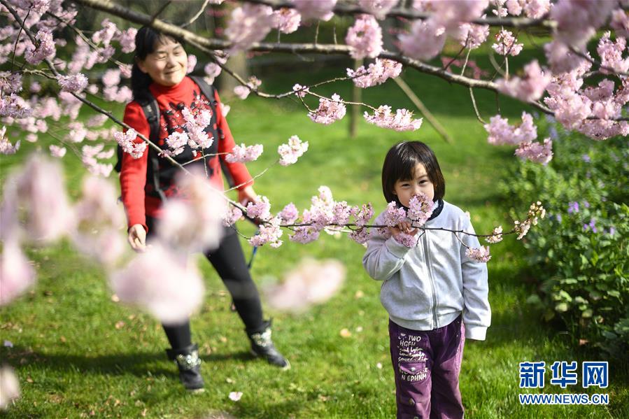 武漢東湖櫻花節開幕