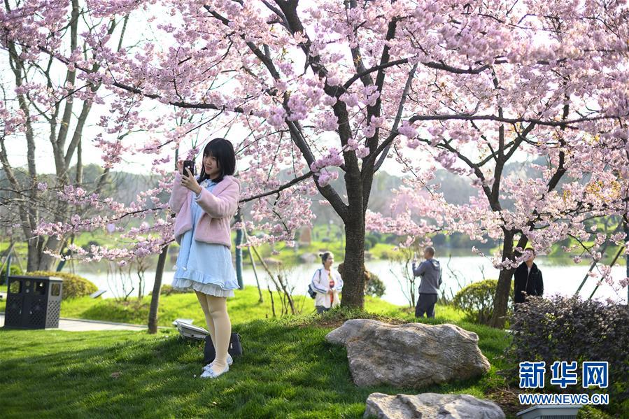 武漢東湖櫻花節開幕
