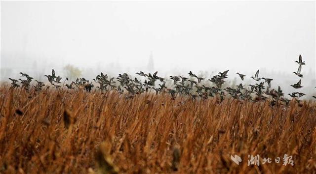 湖北延長野生鳥類禁獵期至2023年底