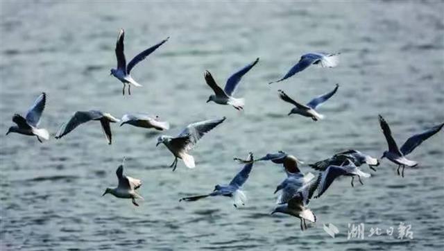 湖北延長野生鳥類禁獵期至2023年底