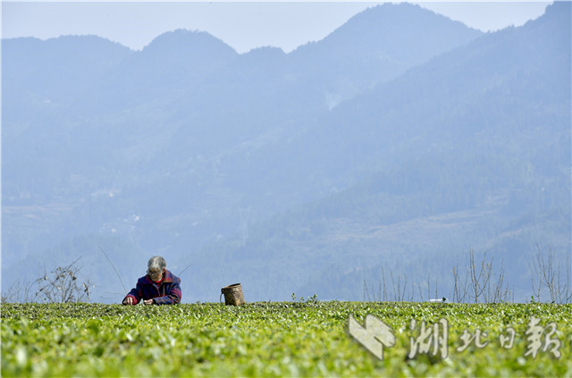 恩施：土苗山鄉採春茶