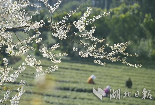 恩施：土苗山鄉採春茶