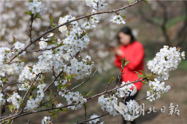 襄陽：農家櫻桃花開醉遊人