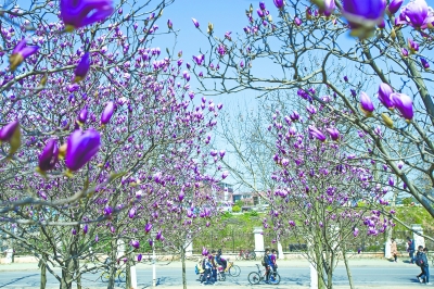 悄悄變身新“花城” 武漢迎來最美賞花季