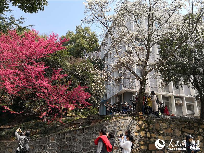 武漢大學早櫻綻放 攝影愛好者“長槍短炮”拍鳥賞花