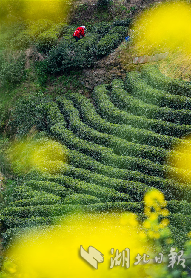 三峽庫區早春茶開採