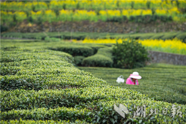 三峽庫區早春茶開採