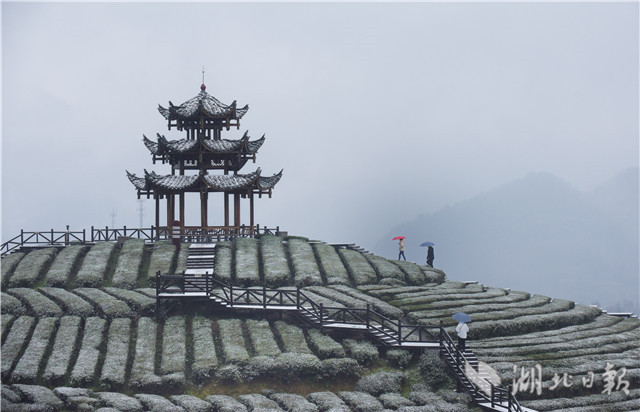 恩施：“冰雪茶園”潤新景