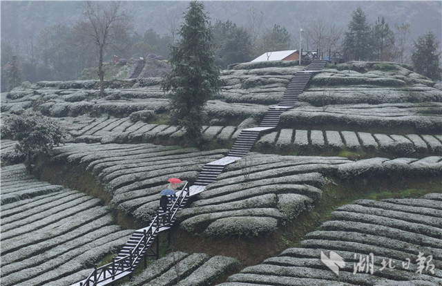 恩施：“冰雪茶園”潤新景