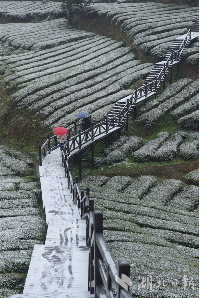 恩施：“冰雪茶園”潤新景