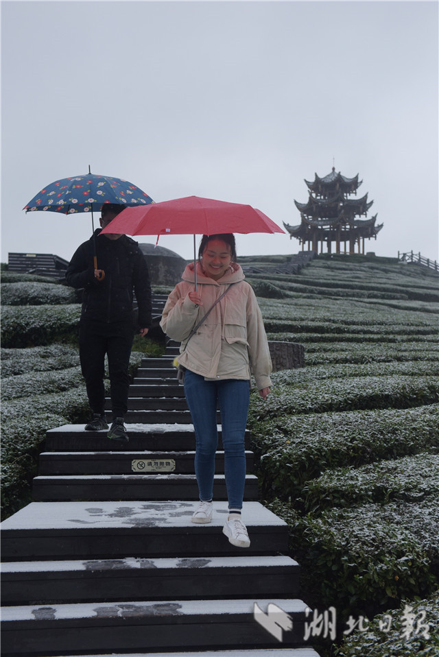 恩施：“冰雪茶園”潤新景