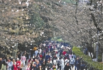 武大18日晚起開放賞櫻免費預約通道 抖音上也可預約