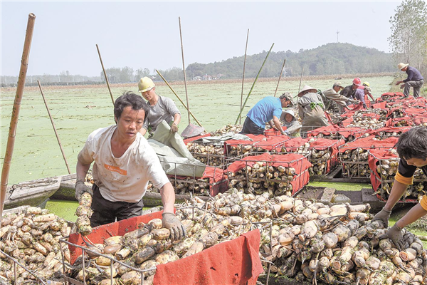 嘉魚蓮藕遠銷海外_fororder_微信圖片_20201016085932_副本