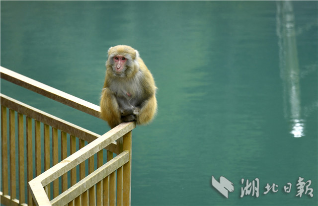 恩施野生獼猴的“慢生活”