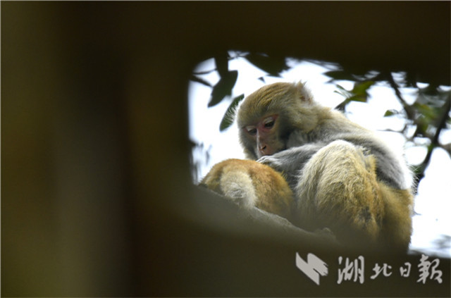 恩施野生獼猴的“慢生活”