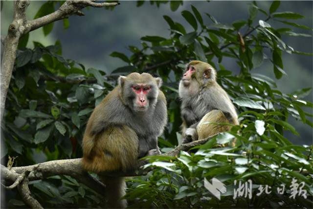 恩施野生獼猴的“慢生活”