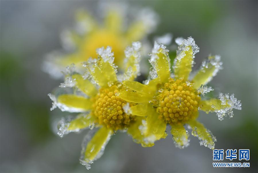 微觀冰雪入畫來