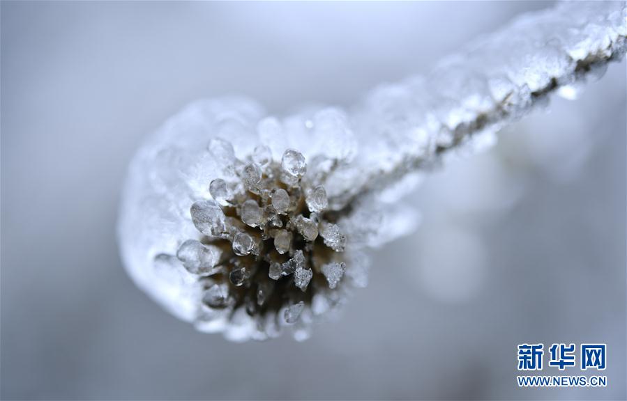 微觀冰雪入畫來