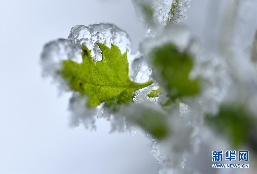 微觀冰雪入畫來
