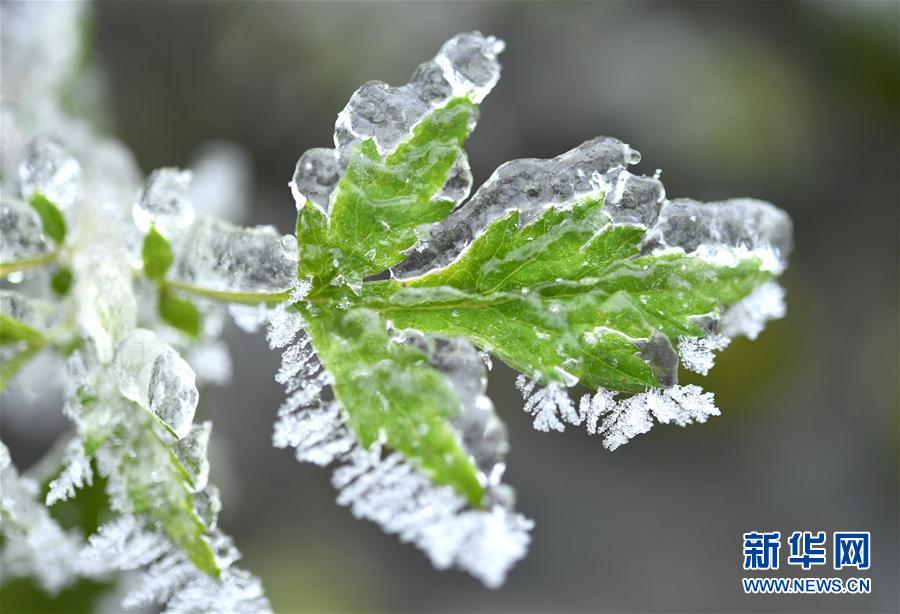 微觀冰雪入畫來