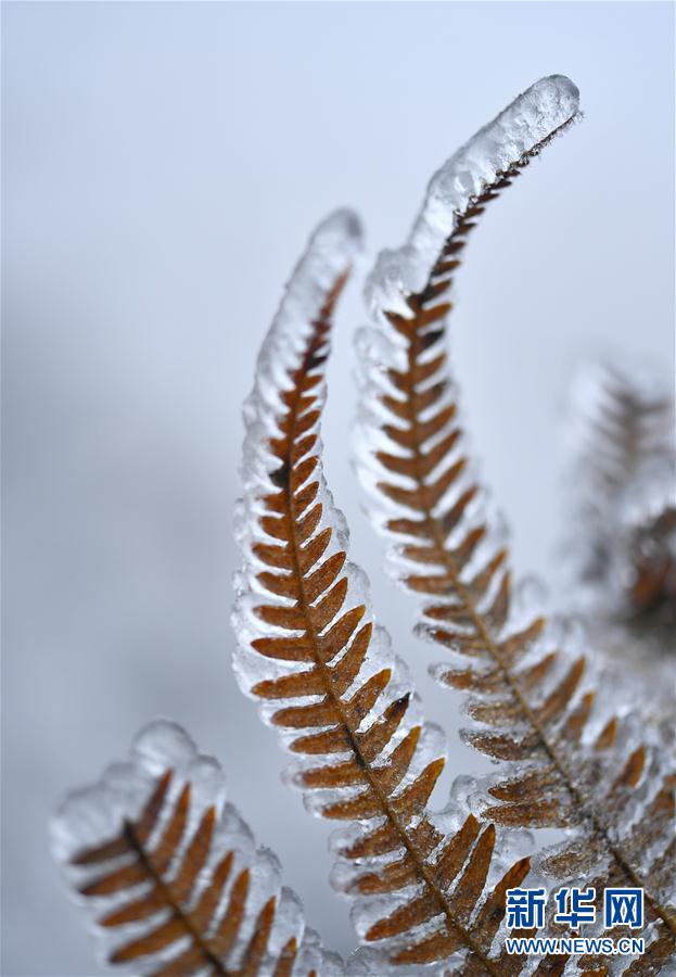微觀冰雪入畫來