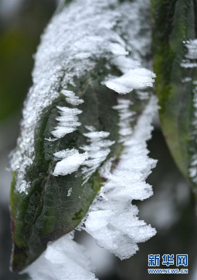 微觀冰雪入畫來