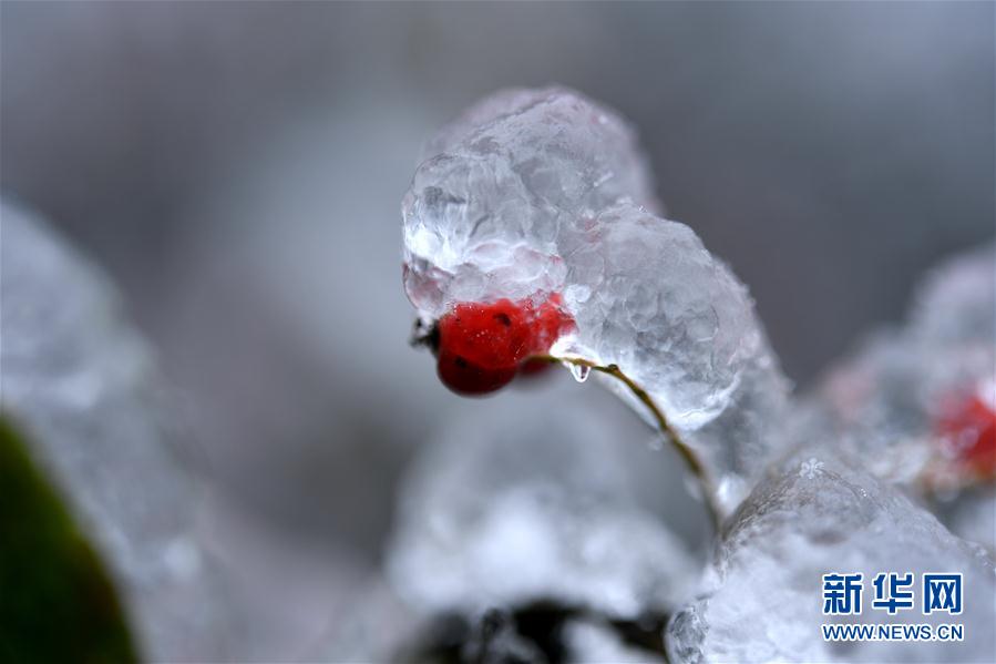 微觀冰雪入畫來