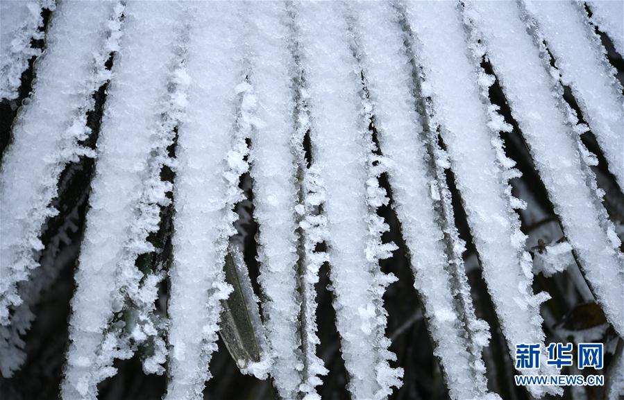 微觀冰雪入畫來