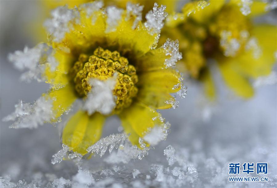 微觀冰雪入畫來