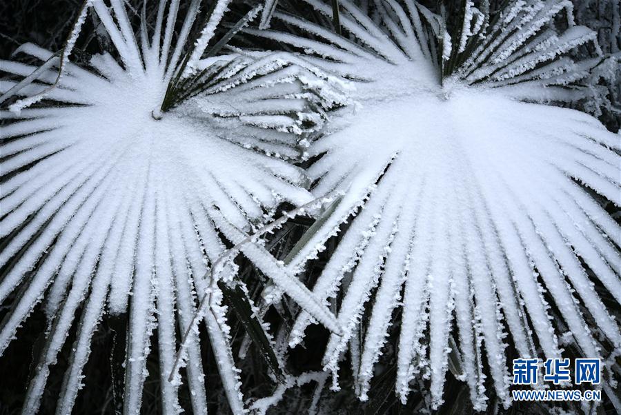 微觀冰雪入畫來