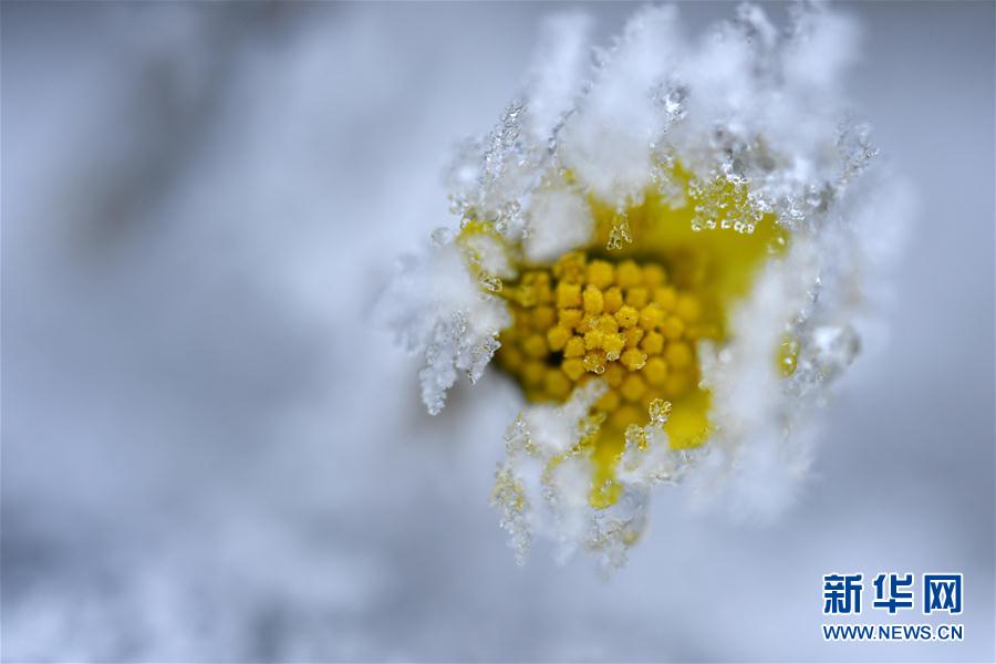 微觀冰雪入畫來