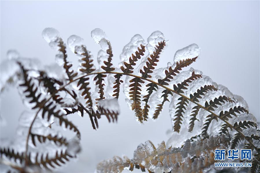 微觀冰雪入畫來