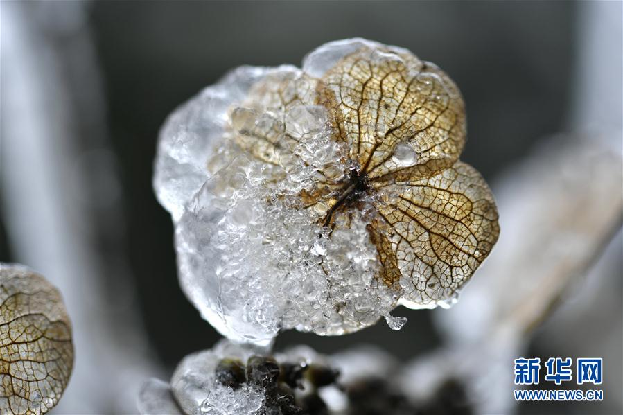 微觀冰雪入畫來