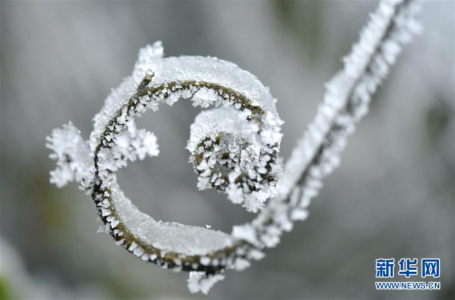 微觀冰雪入畫來