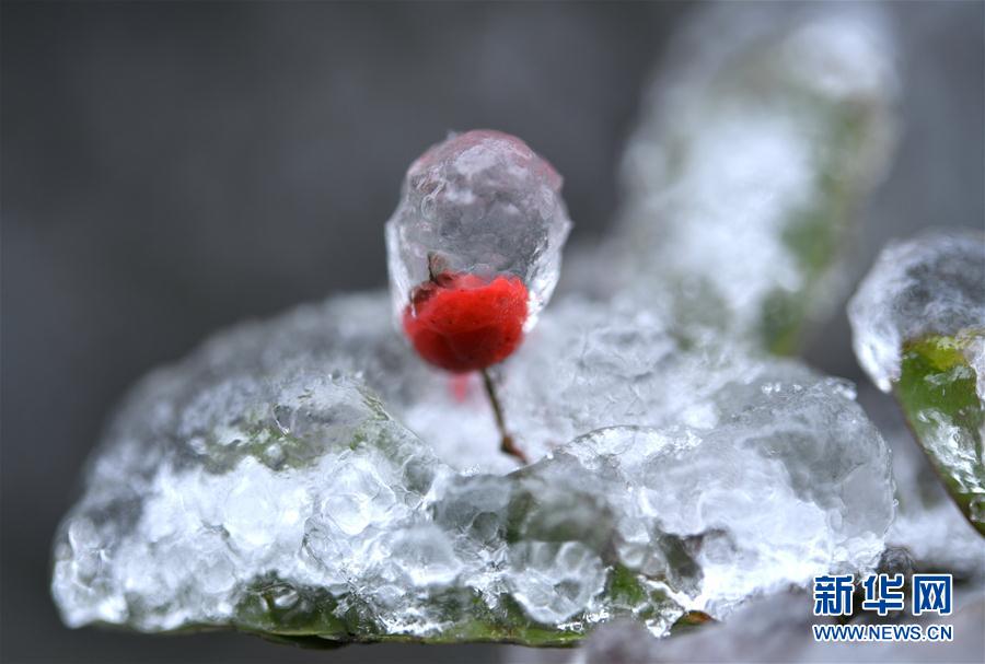 微觀冰雪入畫來