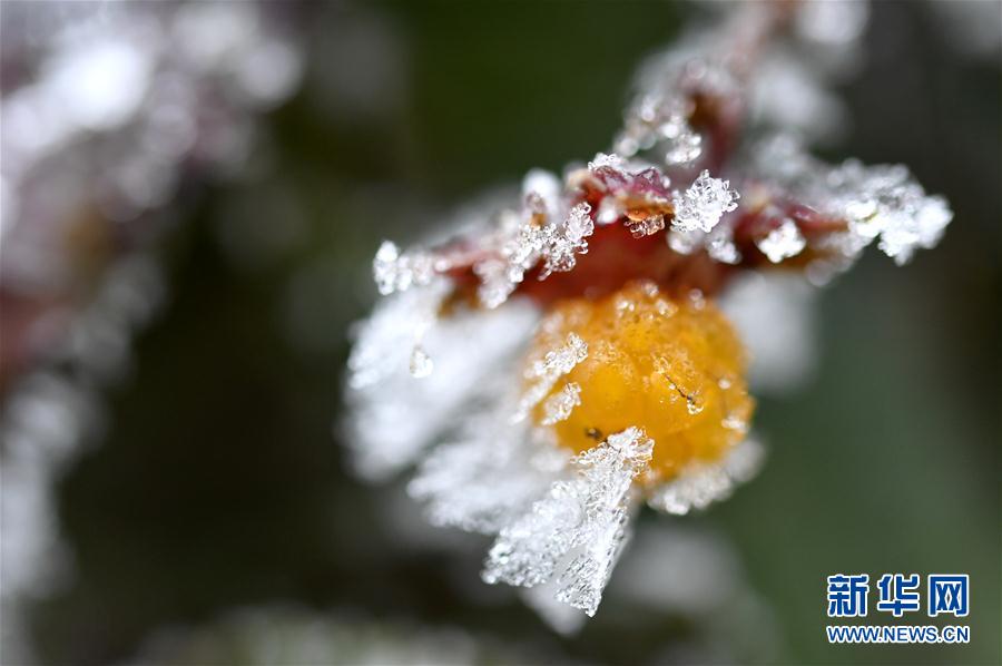 微觀冰雪入畫來