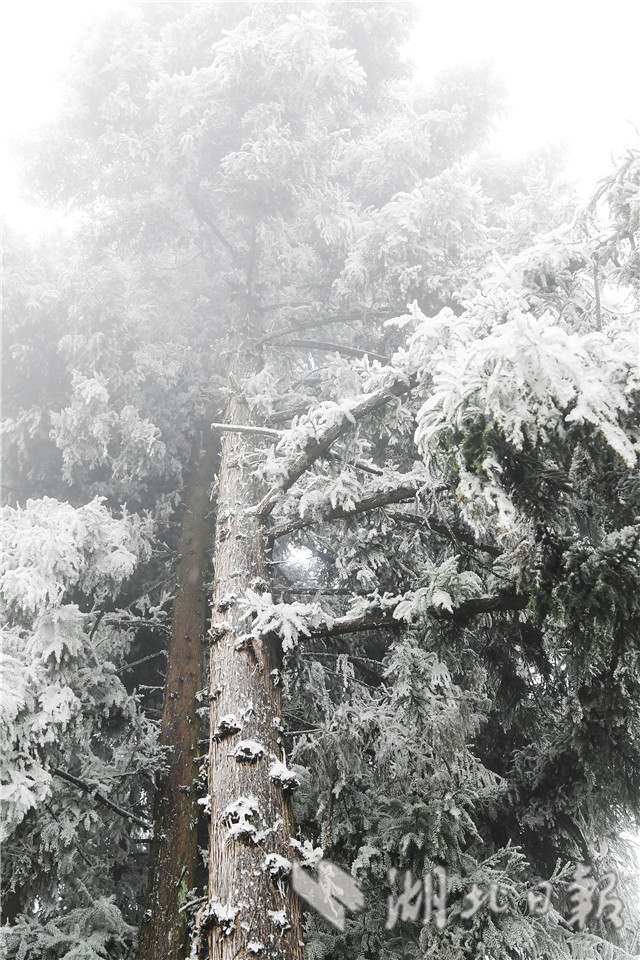 湖北來鳳：雪後冰淩 如銀花怒放