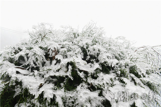 湖北來鳳：雪後冰淩 如銀花怒放