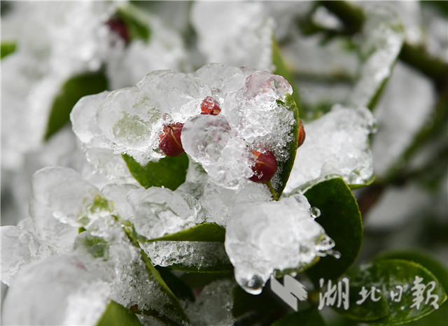 湖北來鳳：雪後冰淩 如銀花怒放