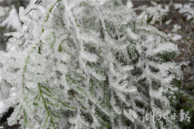 湖北來鳳：雪後冰淩 如銀花怒放